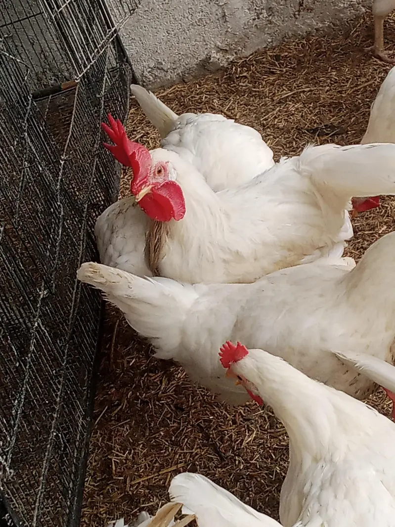 Premium Quality Layer Hens available — photo 9
