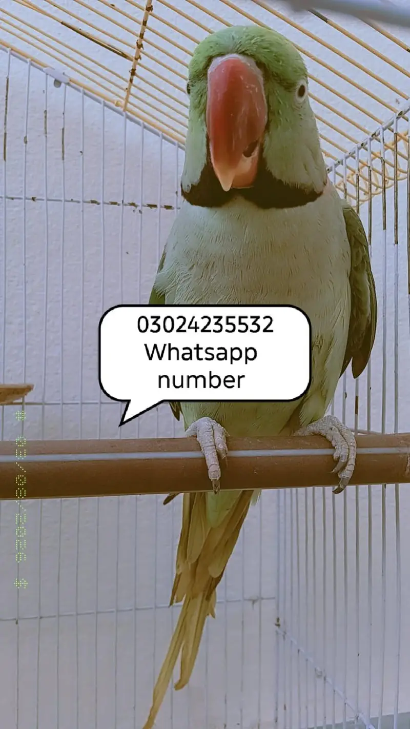 Raw parrot pair for sale — photo 6