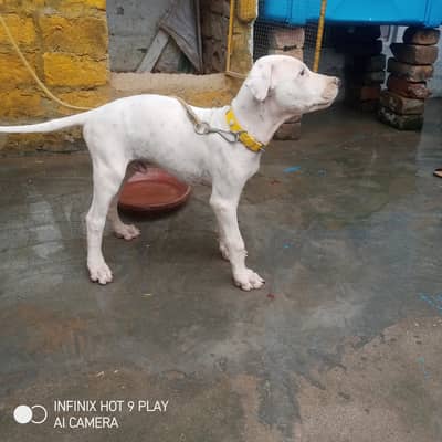 lapa gultair dog