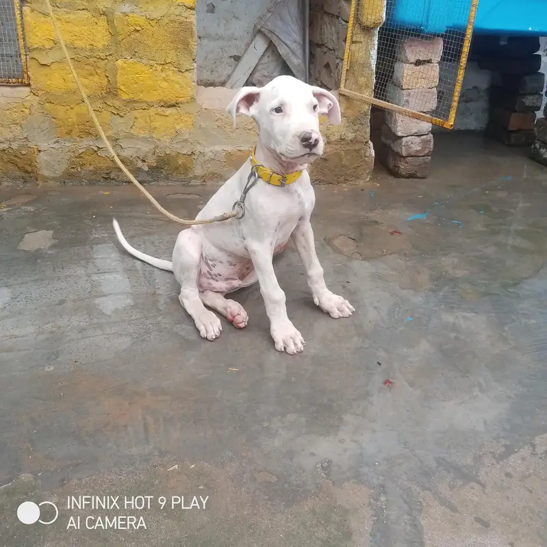 lapa gultair dog — photo 2