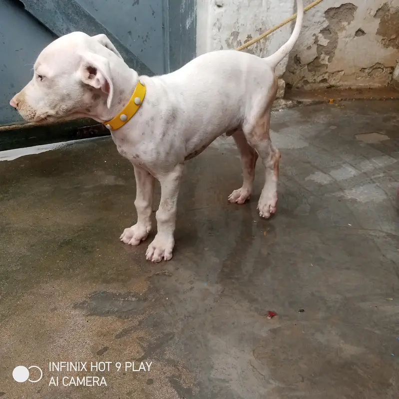 lapa gultair dog — photo 3