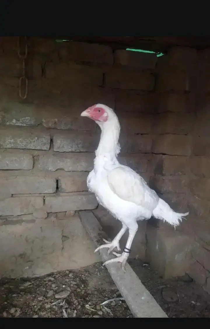HIGH QUALITY HEERA ASEEL PAIR FOR SALE WHAT'SAP 03488016312 — photo 2