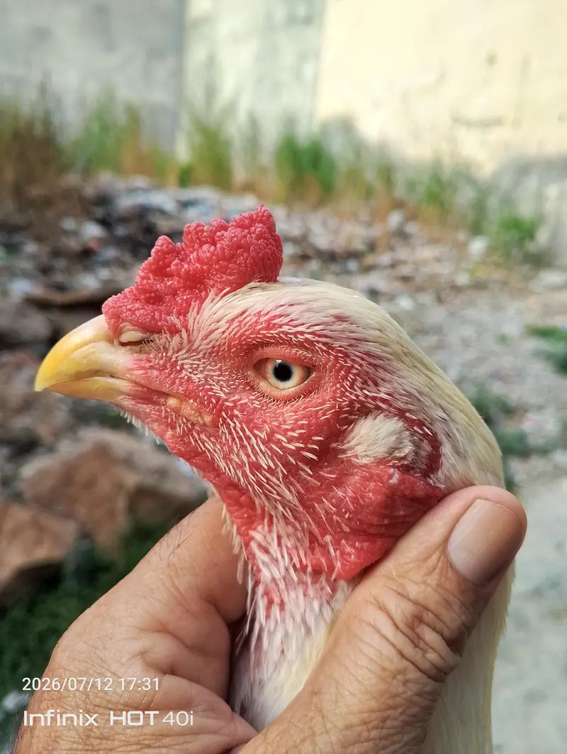HIGH QUALITY HEERA ASEEL PAIR FOR SALE WHAT'SAP 03488016312 — photo 3