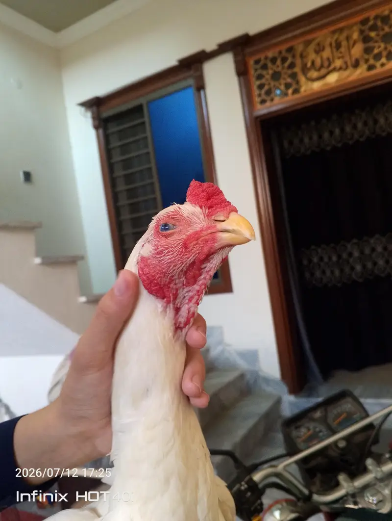 HIGH QUALITY HEERA ASEEL PAIR FOR SALE WHAT'SAP 03488016312 — photo 5