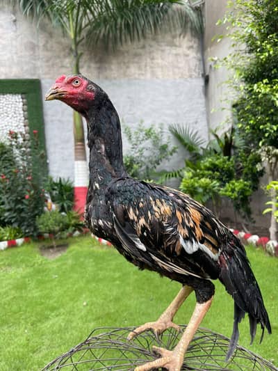 pure miawali male high quality