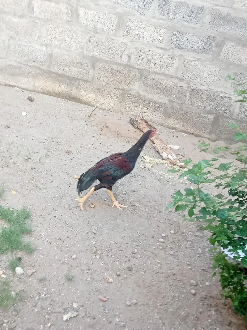 aseel menaya wali pathyna andy day rahi ha — photo 3
