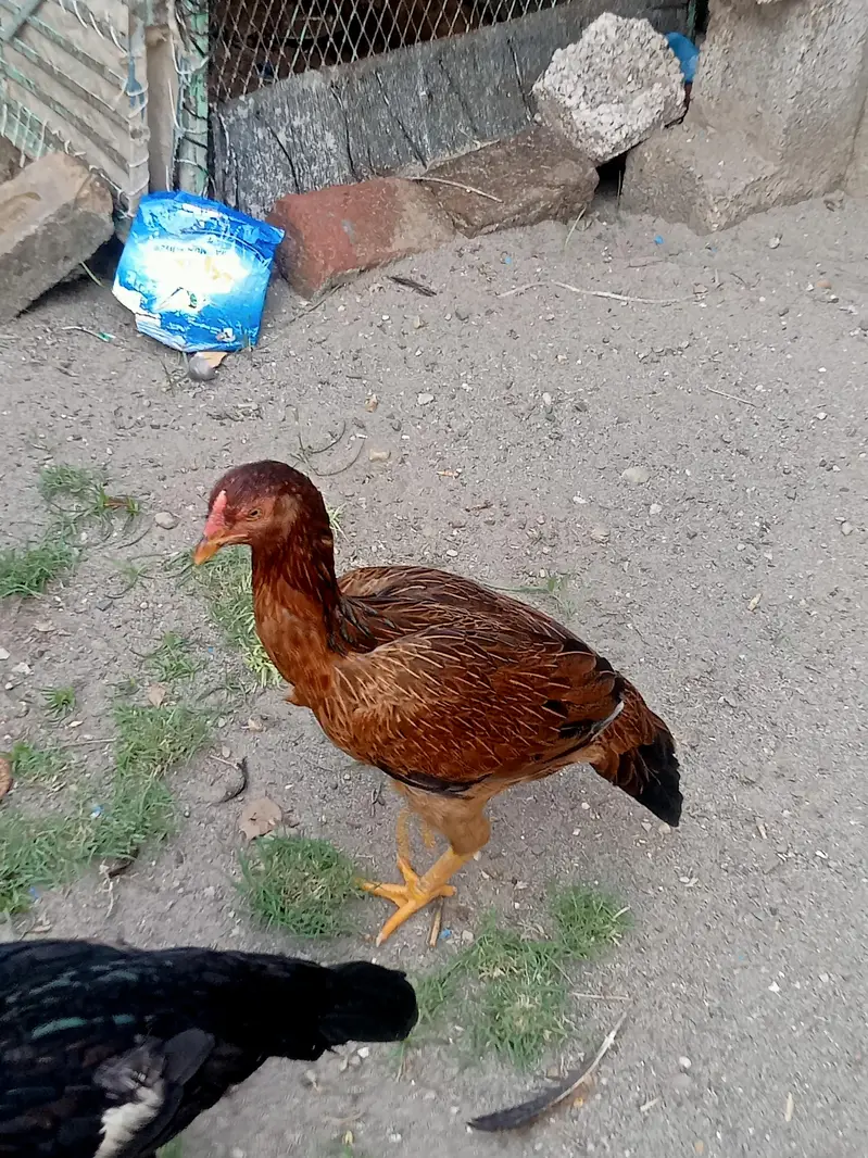 aseel menaya wali pathyna andy day rahi ha — photo 4