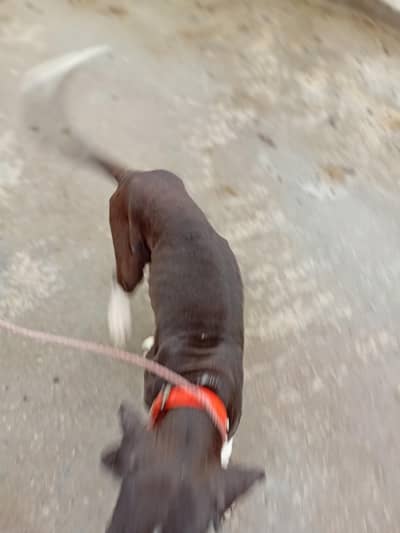 pure boli dog 2 month age for sale