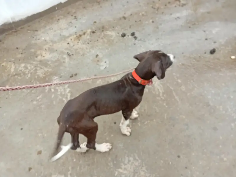pure boli dog 2 month age for sale — photo 2