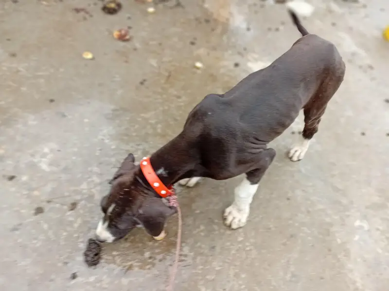 pure boli dog 2 month age for sale — photo 3