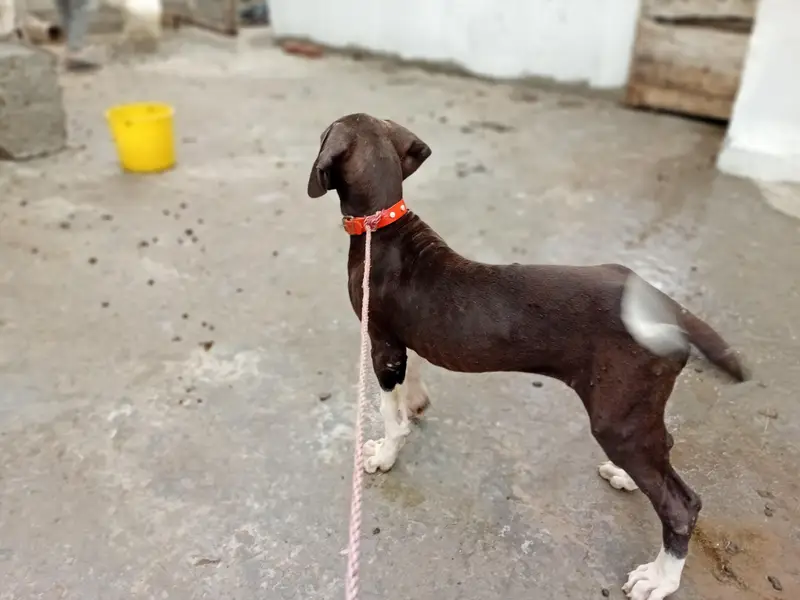 pure boli dog 2 month age for sale — photo 4
