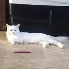 I want to sale my Persian kittens pair 5 months double coated