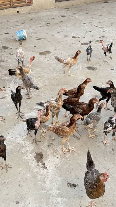  Healthy Desi Murghiyan for Sale