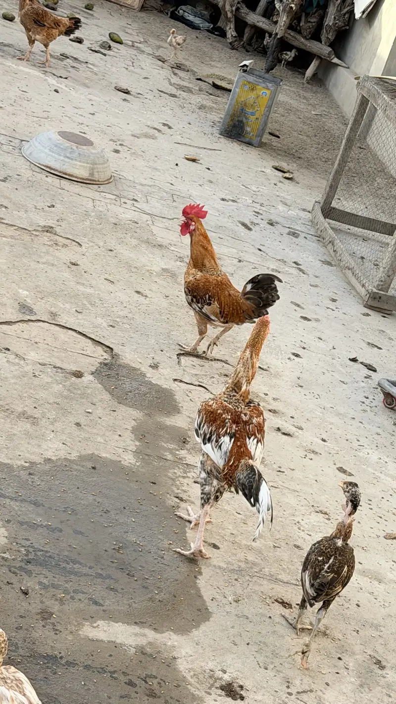  Healthy Desi Murghiyan for Sale — photo 2