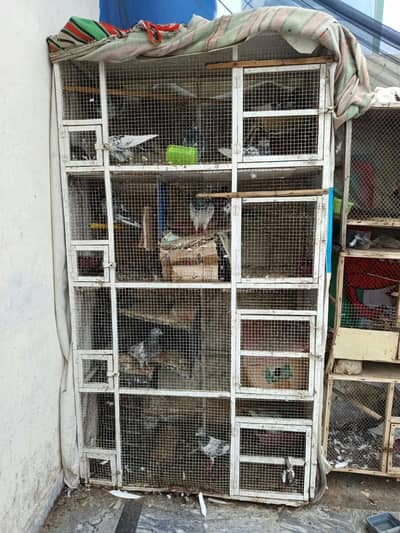 urgent pinjra or kaboter for sale