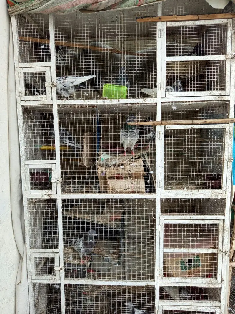 urgent pinjra or kaboter for sale — photo 2
