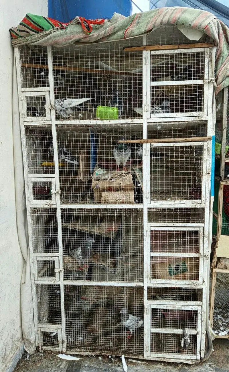 urgent pinjra or kaboter for sale — photo 3