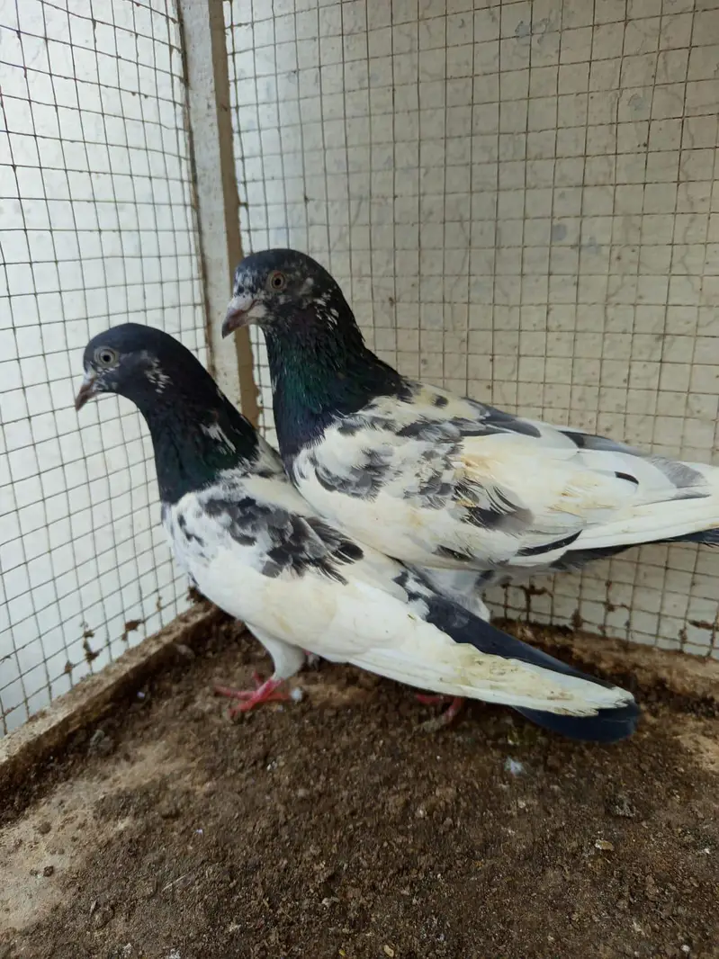 urgent pinjra or kaboter for sale — photo 4