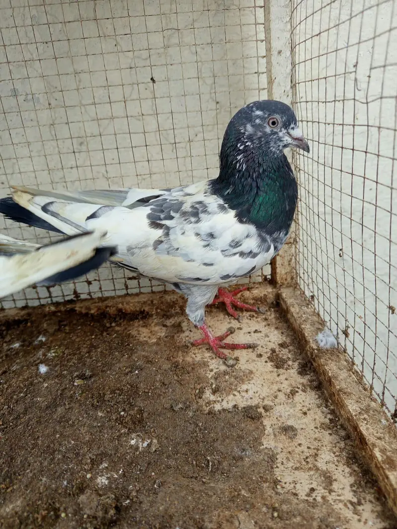 urgent pinjra or kaboter for sale — photo 5