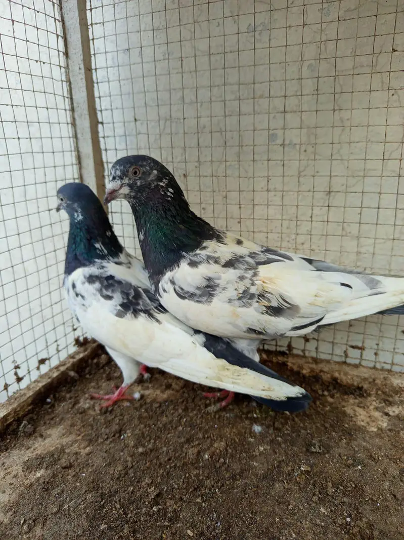 urgent pinjra or kaboter for sale — photo 6