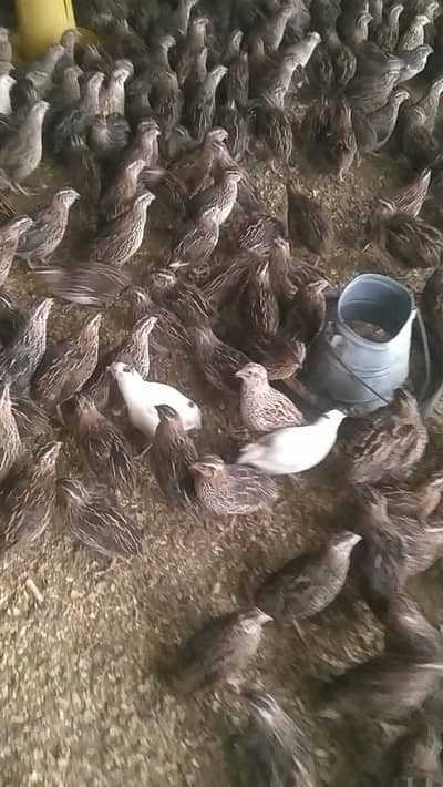 Btair Farm