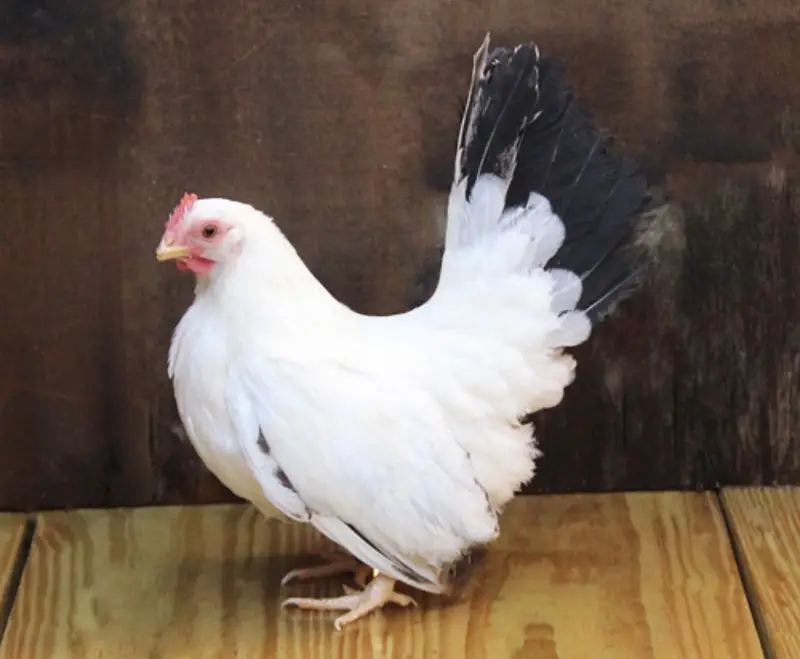 Required Black Tail Japanese A+ Quality — photo 2