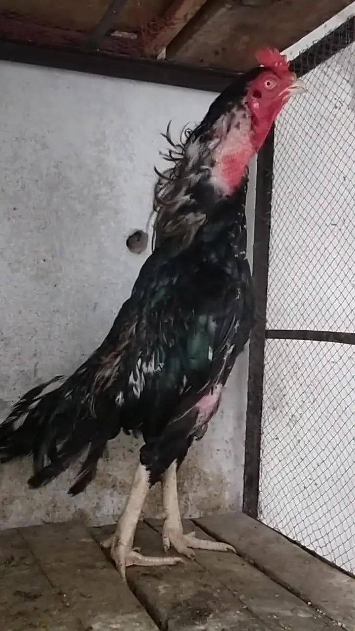lassani phata mazboot Gand jor choras nali 03105018329 — photo 2