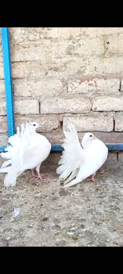 White English Tail laky