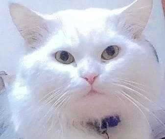 lovely, cute, like family  member