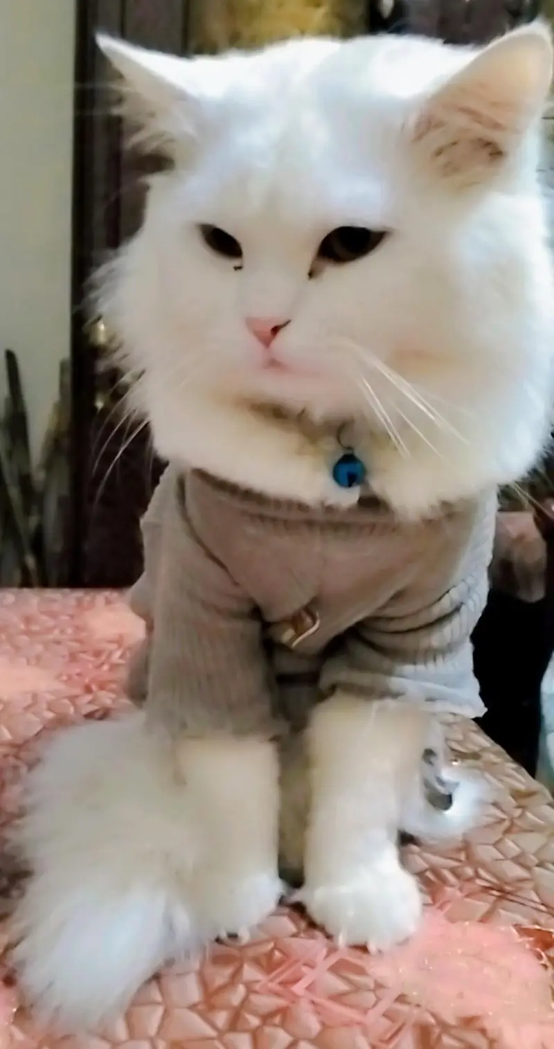 lovely, cute, like family  member — photo 2