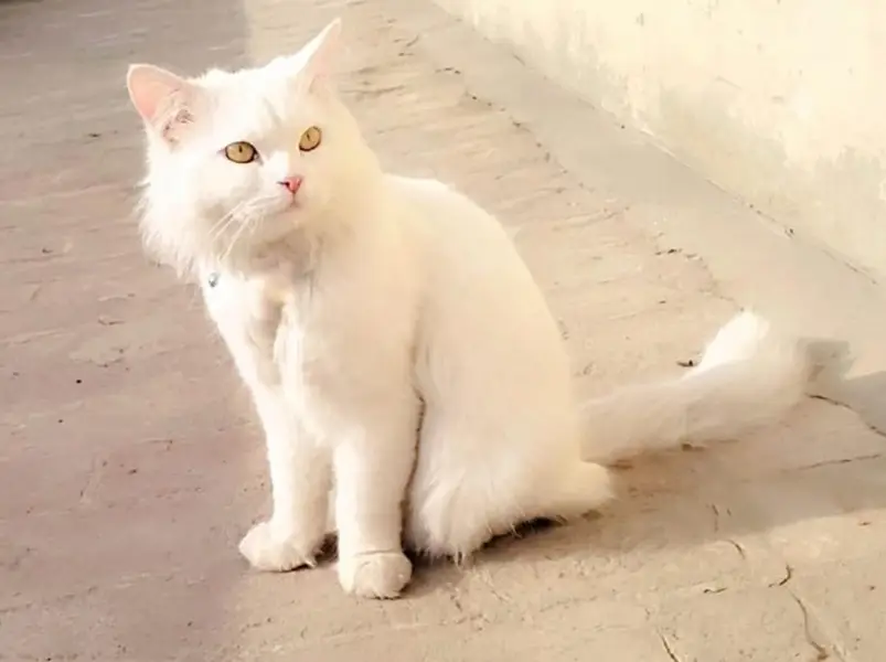 lovely, cute, like family  member — photo 3