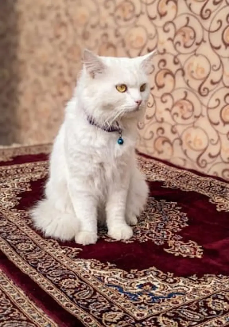 lovely, cute, like family  member — photo 4