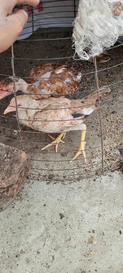 Aseel mianwali pair for sale