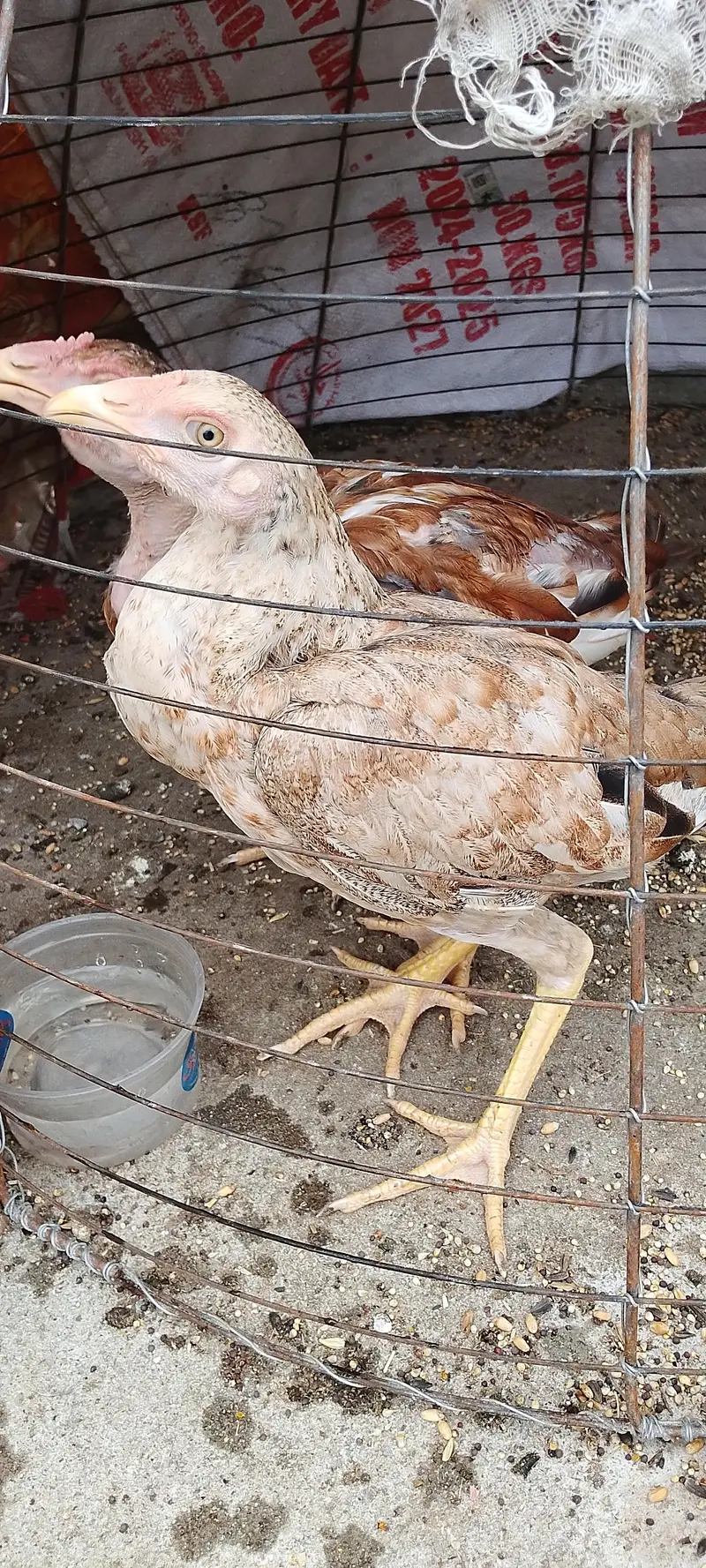 Aseel mianwali pair for sale — photo 2