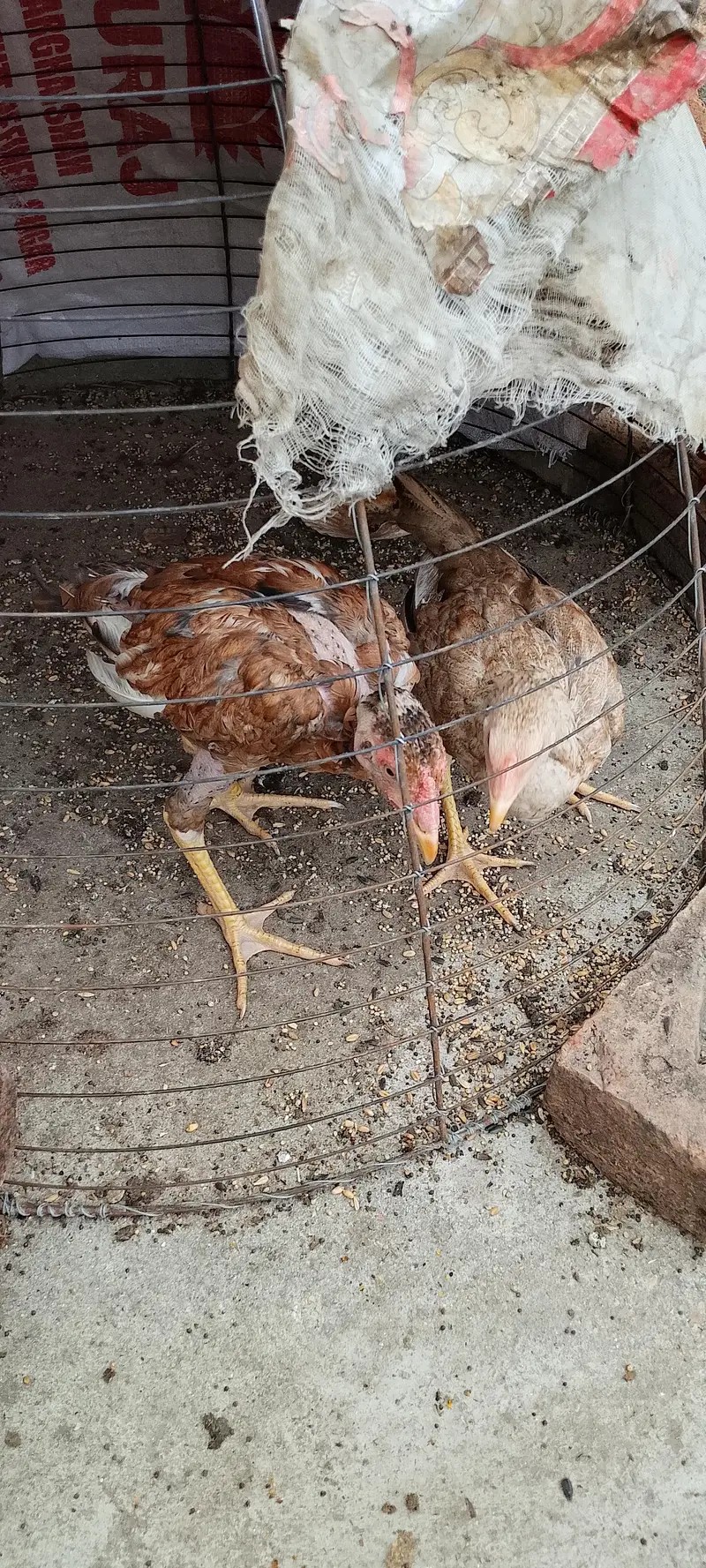 Aseel mianwali pair for sale — photo 3