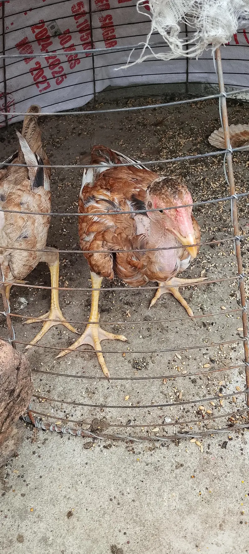 Aseel mianwali pair for sale — photo 5