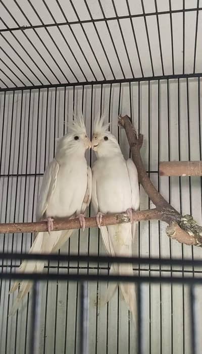 white Eno cocktail pair