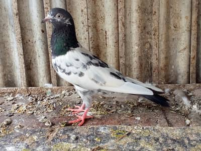 pigeon