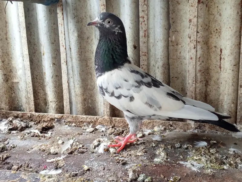 pigeon — photo 2