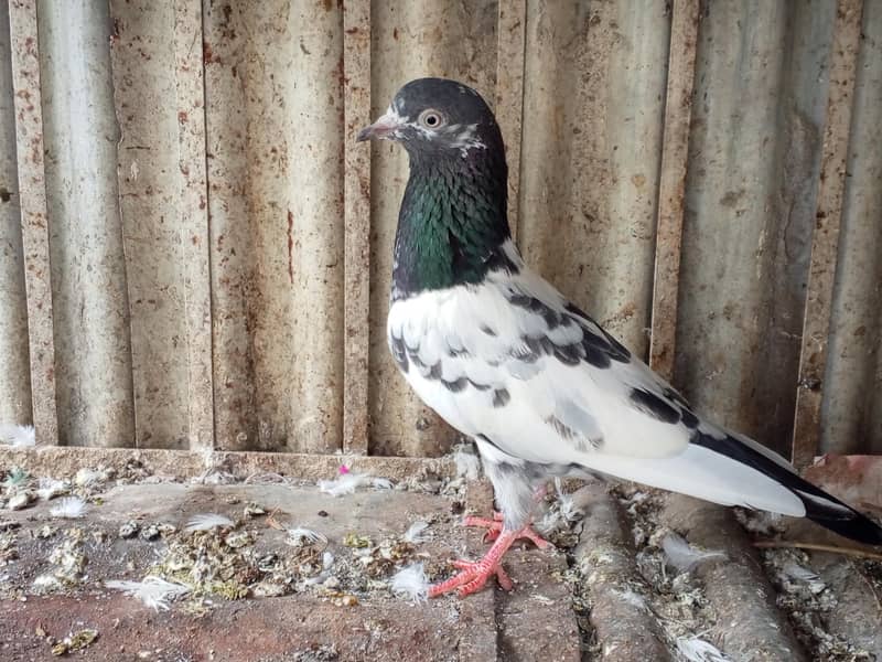 pigeon 2