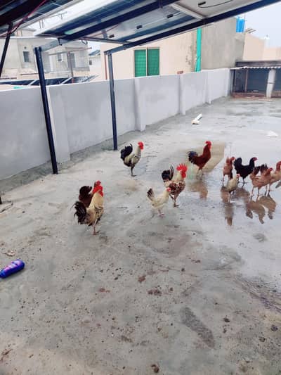 Healthy and Active Golden Misri / Roosters and Hens for Sale