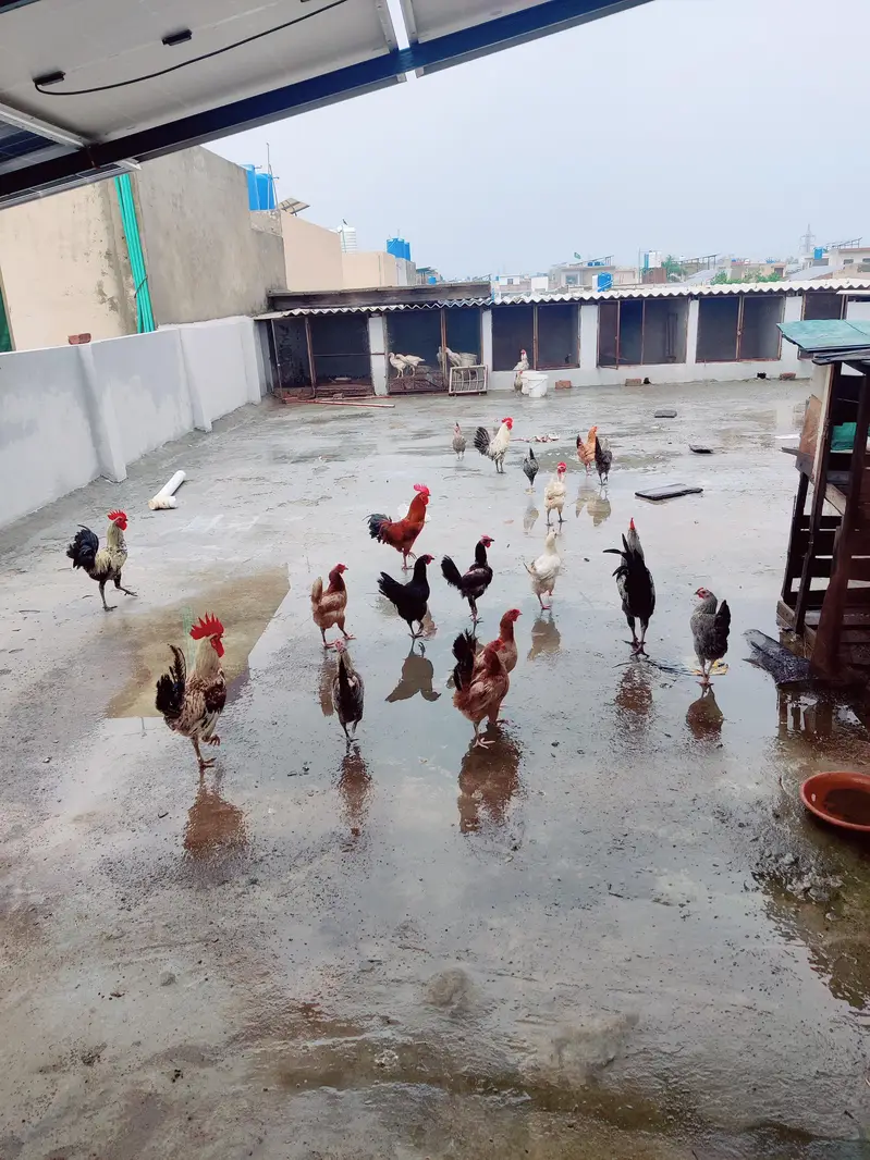 Healthy and Active Golden Misri / Roosters and Hens for Sale — photo 2