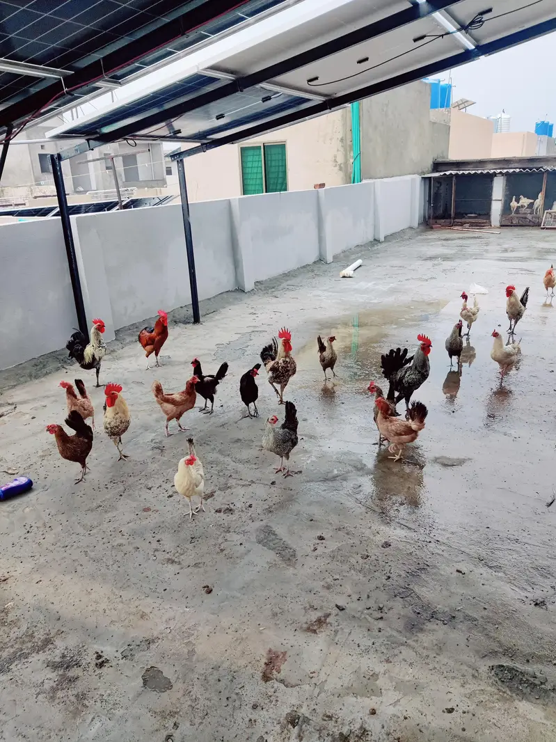 Healthy and Active Golden Misri / Roosters and Hens for Sale — photo 3