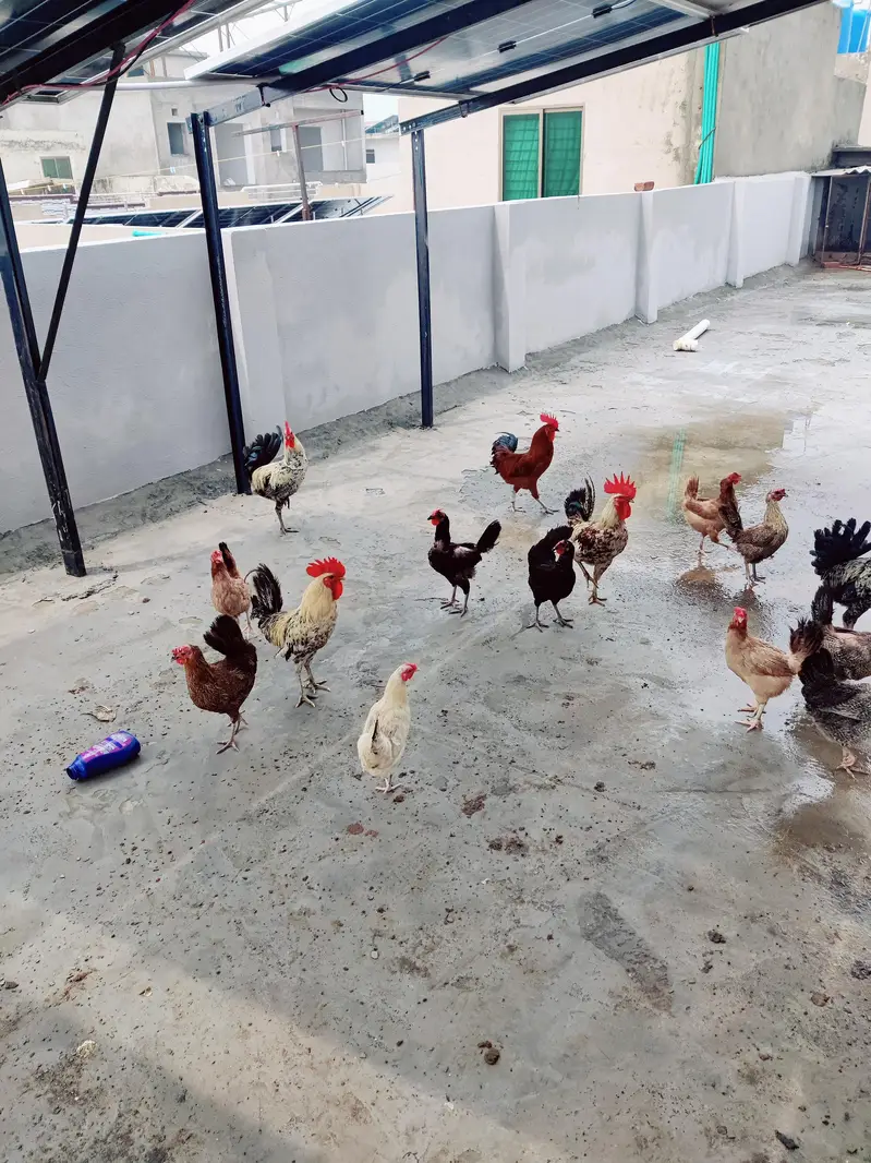 Healthy and Active Golden Misri / Roosters and Hens for Sale — photo 4