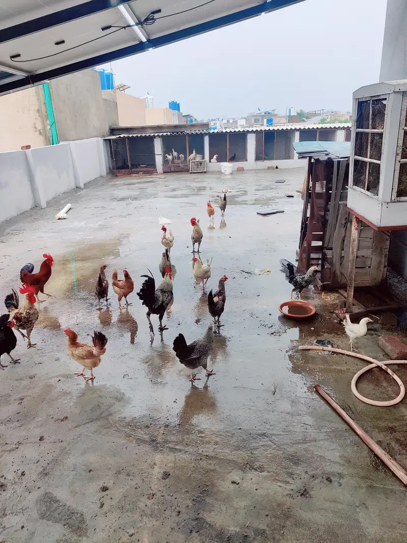Healthy and Active Golden Misri / Roosters and Hens for Sale — photo 5