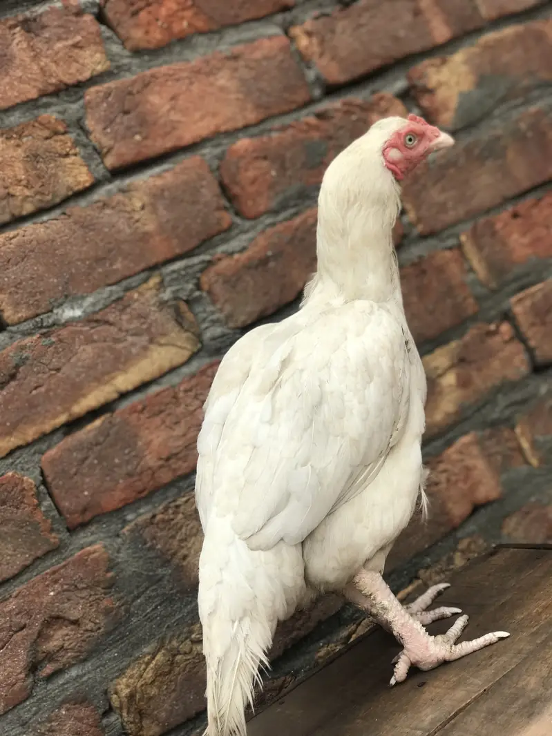 pure hera female helthy — photo 2