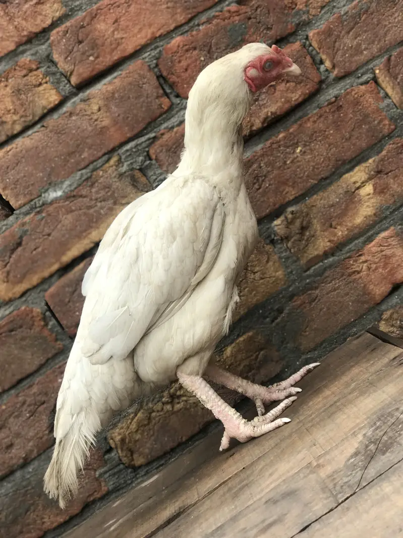 pure hera female helthy — photo 5