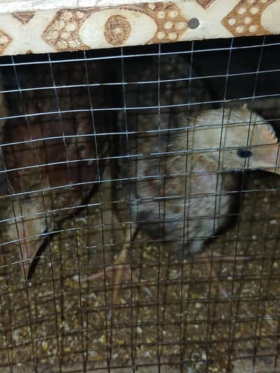 health Chick Golden Desi 2 for sale with Cage