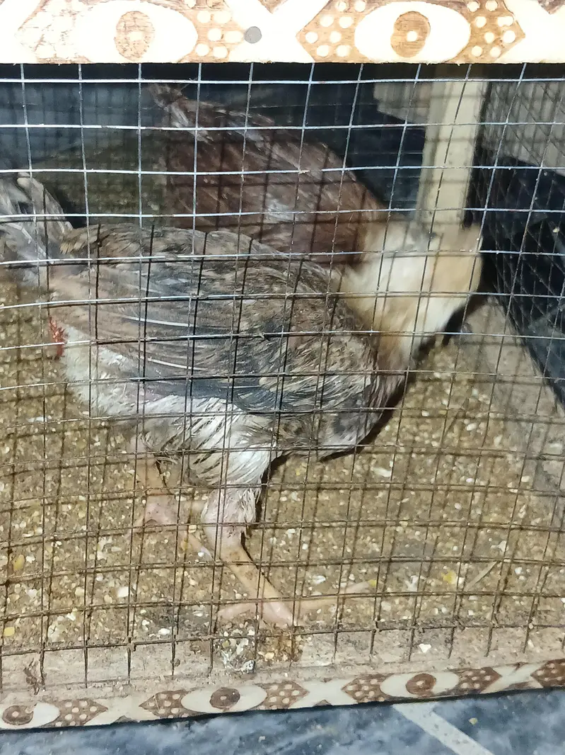 health Chick Golden Desi 2 for sale with Cage — photo 2