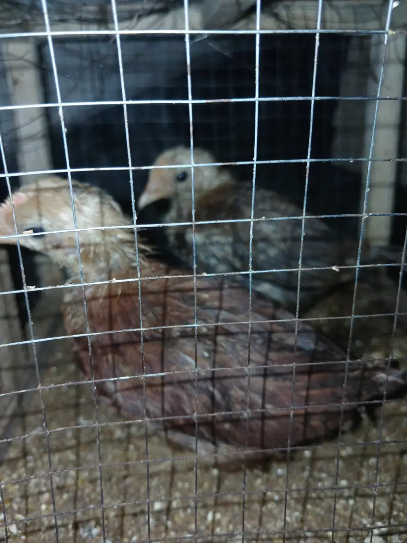 health Chick Golden Desi 2 for sale with Cage — photo 3